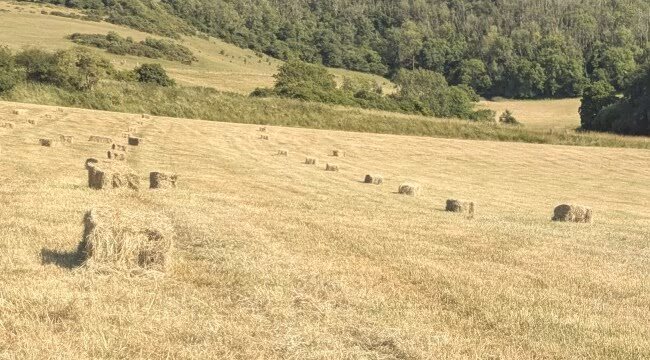 lines of small hay bales in a field