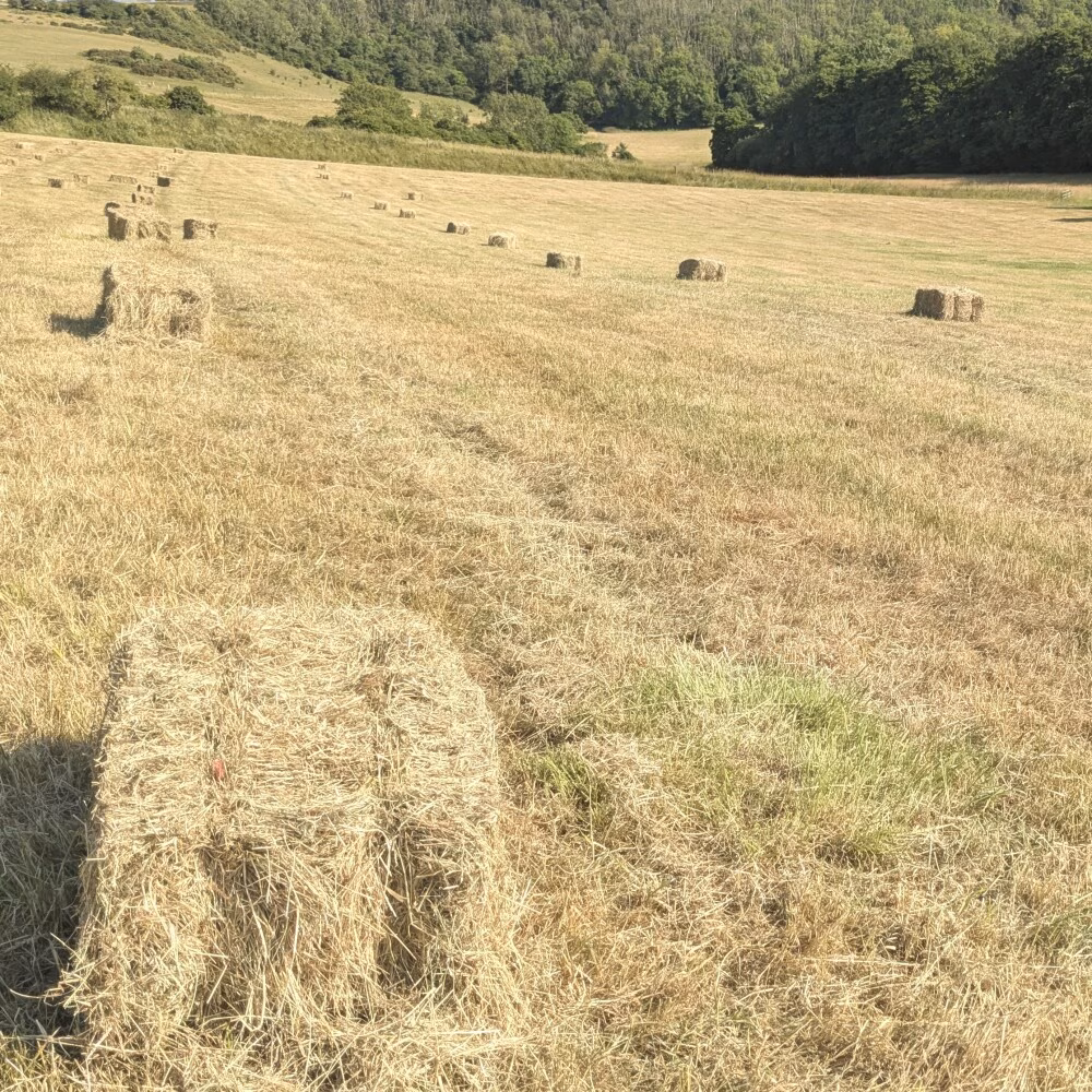 small bales of hay in a field